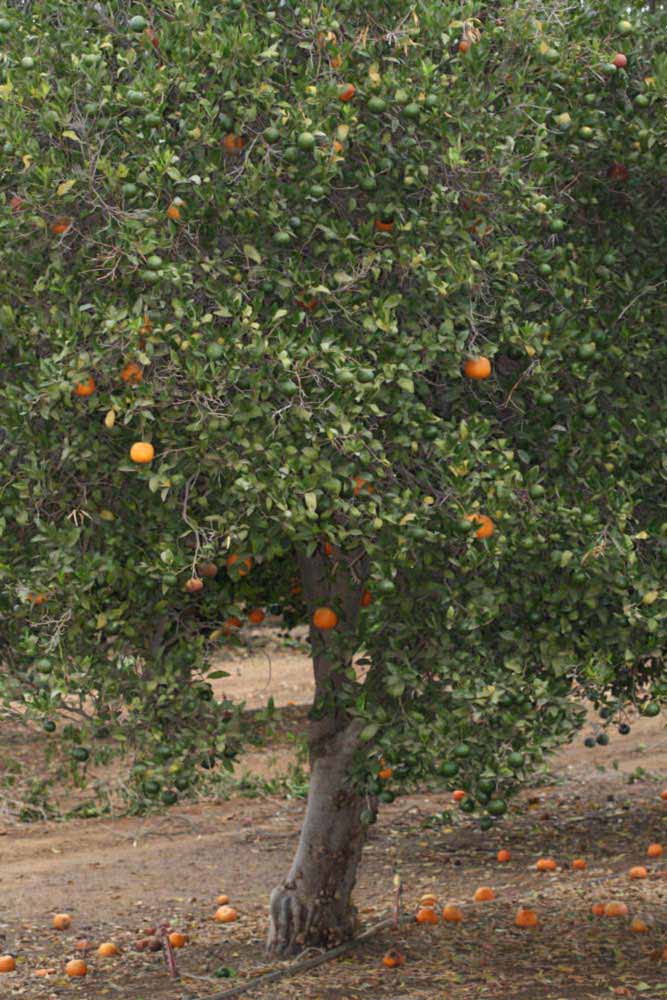            Habit (Riverside, CA)   